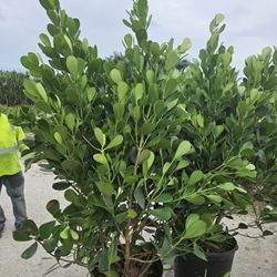 huge clusias Over 6 feet tall Instant probabilidad Hedal sizes available ge