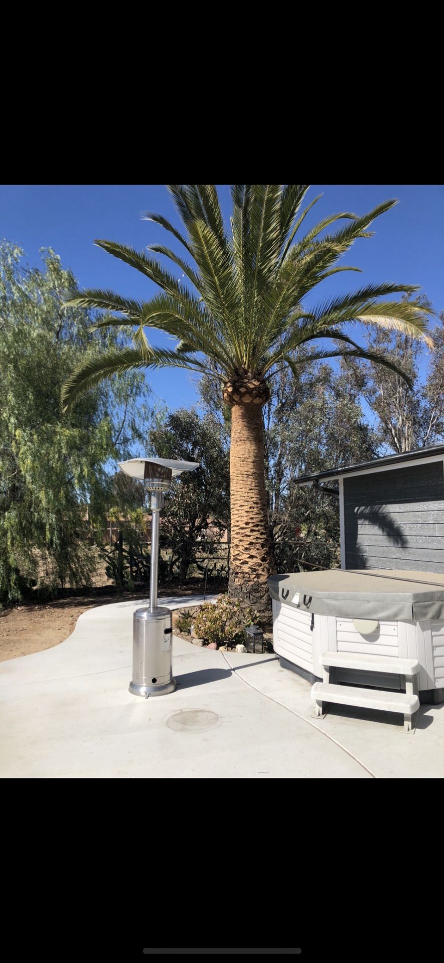 Tree Palm Trimming