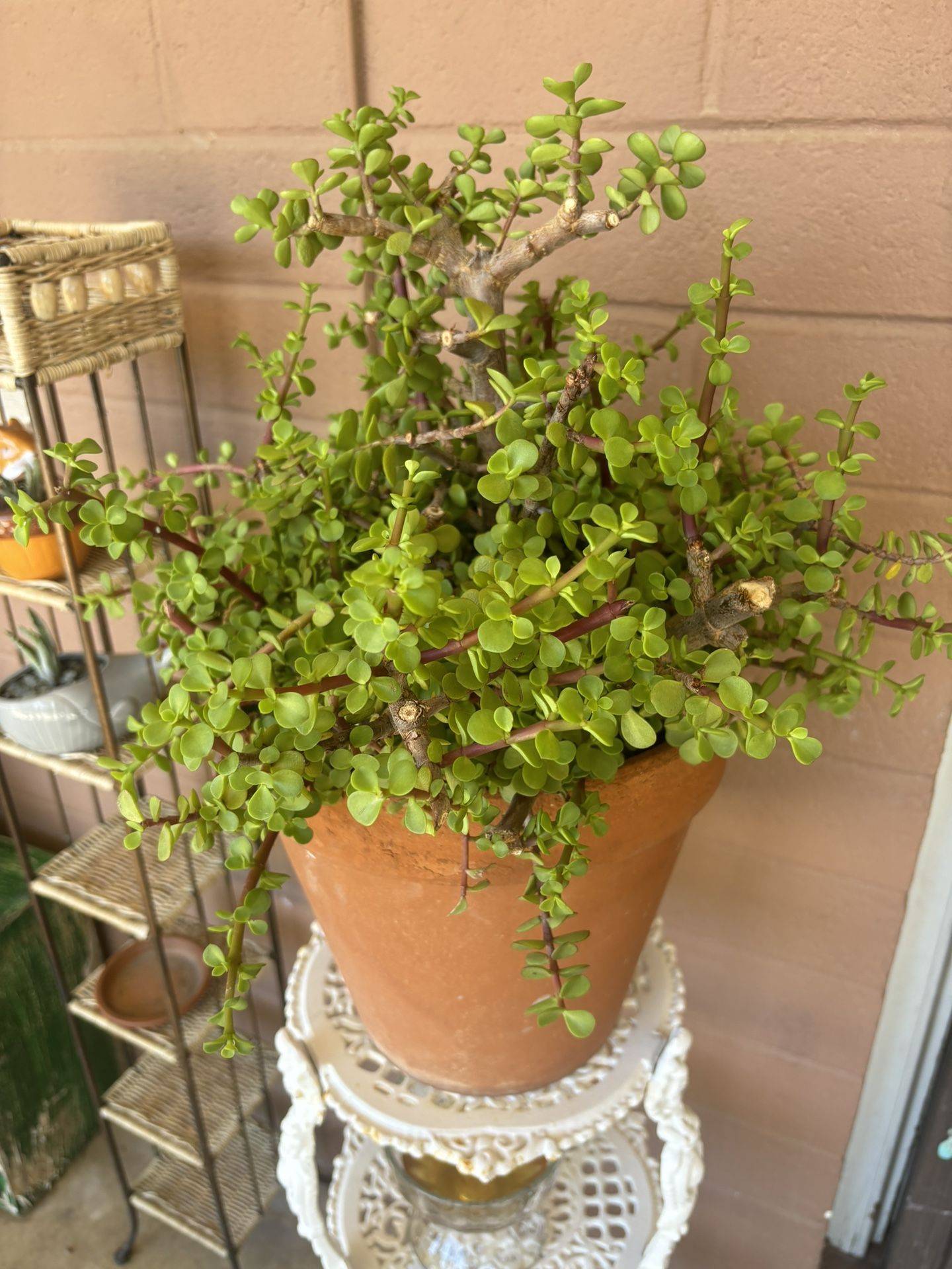 Beautiful Elephant Food Succulent