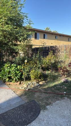 Free Clippings Or Plants