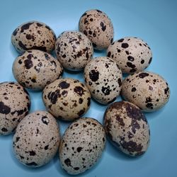 Coturnix Quail Eggs Fresh
