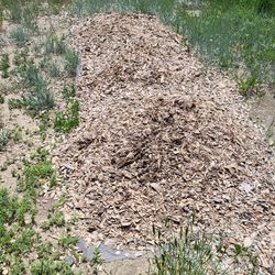 Free Cedar Chips / Play Chips
