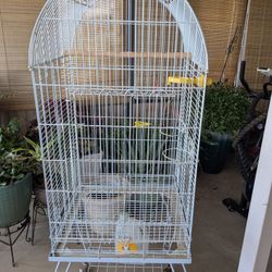 Bird Cage 