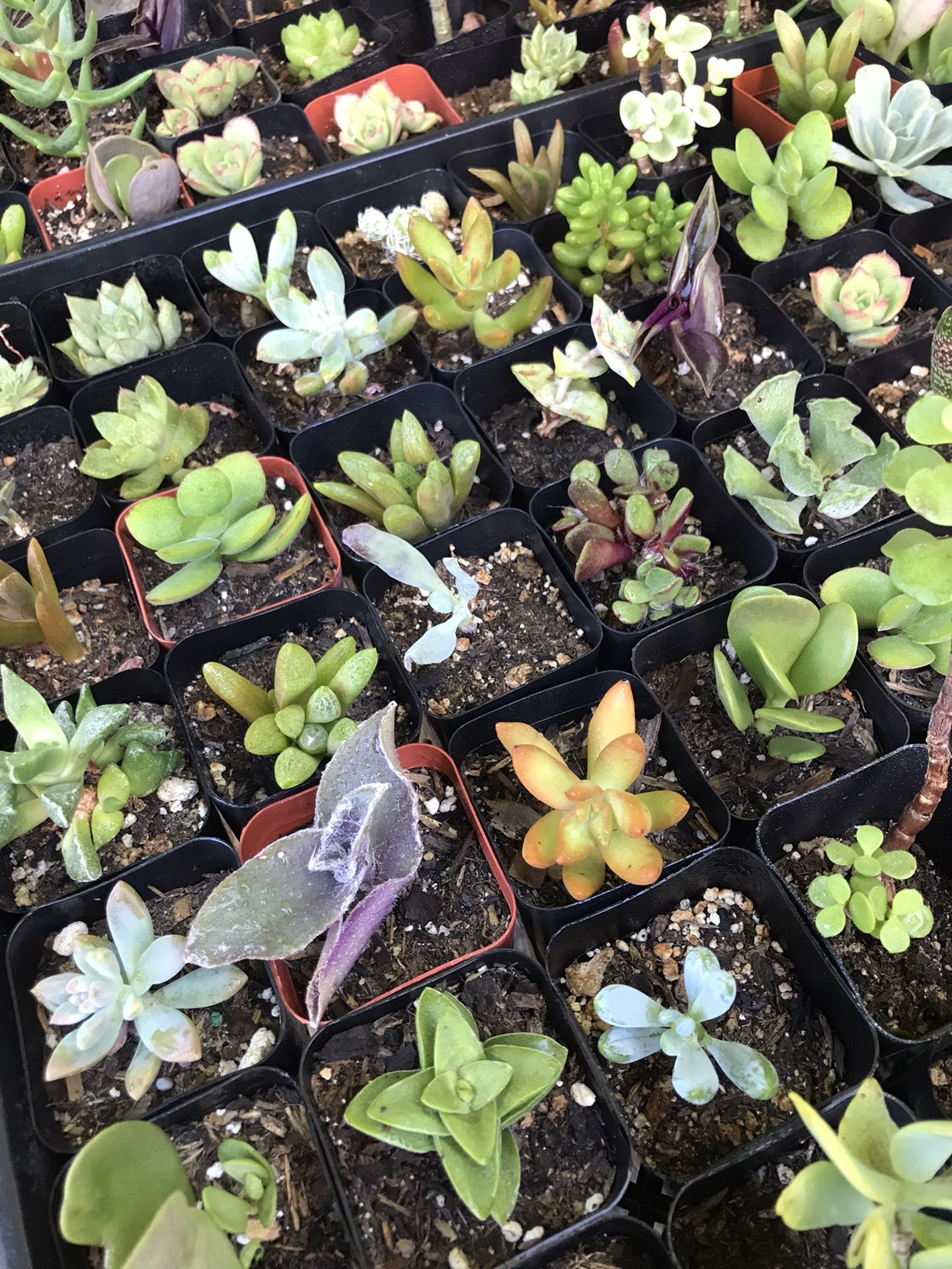 Succulents