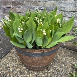 Lilies of the valley/perrenial/flowers/fragrant flowers/Japanese garden