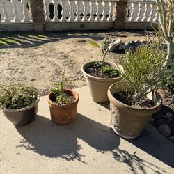 Plants In Pots