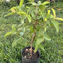 Guava Plant