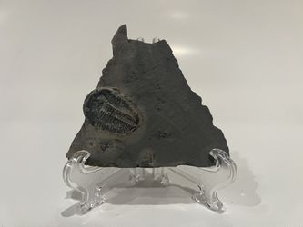 Trilobite sp, Elrathia Kingi 