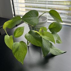 Terunoworld Pothos ‘Carnival’