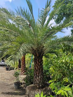 Sylvester Palm 🌴$200 per ft. Of trunk