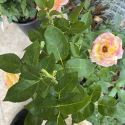 Hermoso Rosa A  amarillo Natizado 25 dolares