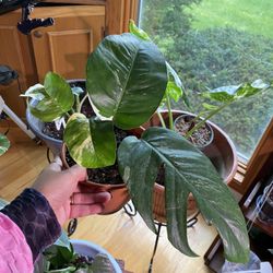 Epipremnum Pinnatum Variegated 