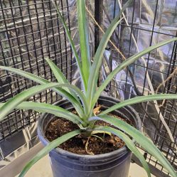 Organic Pineapple Live Plant 
