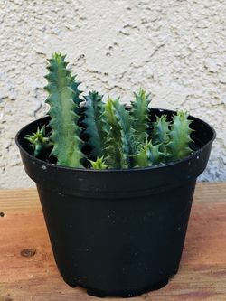 Huernia Zebrina/Owl Eyes/Stapelia/Rare Succulent!