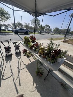 Plant Sale Fontana