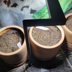 LED Feit Deco Tabletop Grow Light For Plants 🪴 