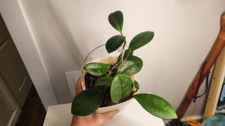 Hoya - David's green cup