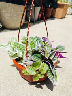 Multi-Tradescantia variety in a 6’ hanging basket