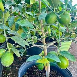 Lime Trees
