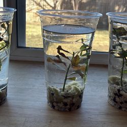 Aquatic Plants For Sale For Fresh Water Aquariums