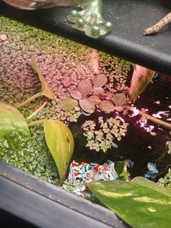 Floating Duckweed Aquatic Plants Fish Tank Plants 
