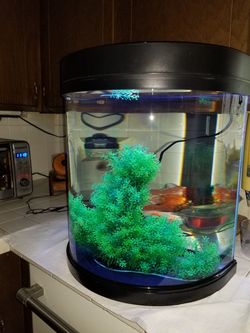 5 gallon bow front aquarium