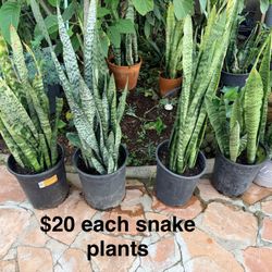 Indoor Outdoor Plants Snake Plant $20 Each 