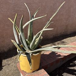 Aloe Vera Plant