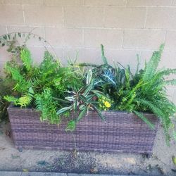 Plant Decor Living Real Plant Babies