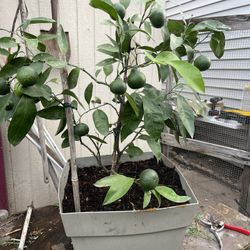 Mandarin Plant/ Mandarino