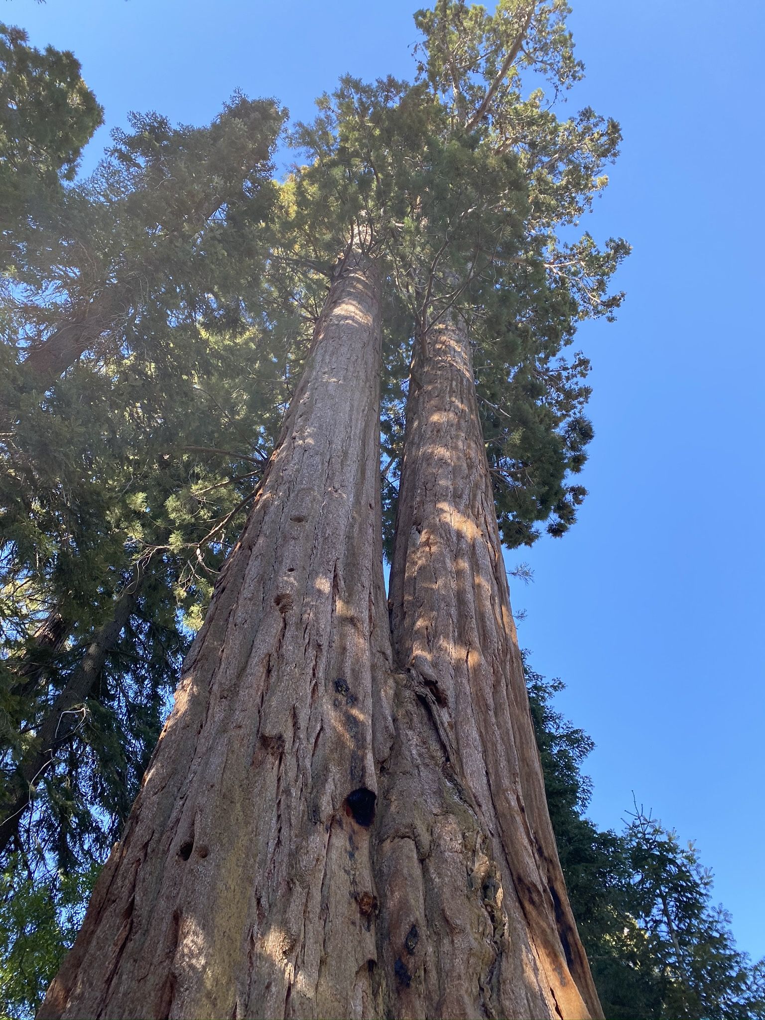 Giant Sequoia Redwood Slabs for Sale in Camp Nelson, CA - OfferUp