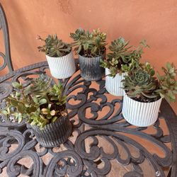 Succulents