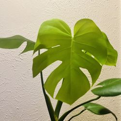 Monstera Lemon Lime
