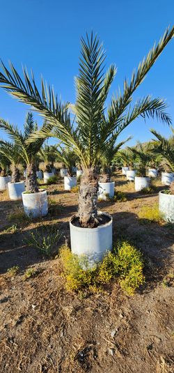 Date palms
