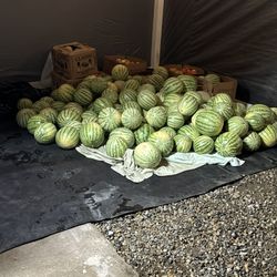 Watermelon