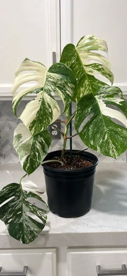 Monstera Albo