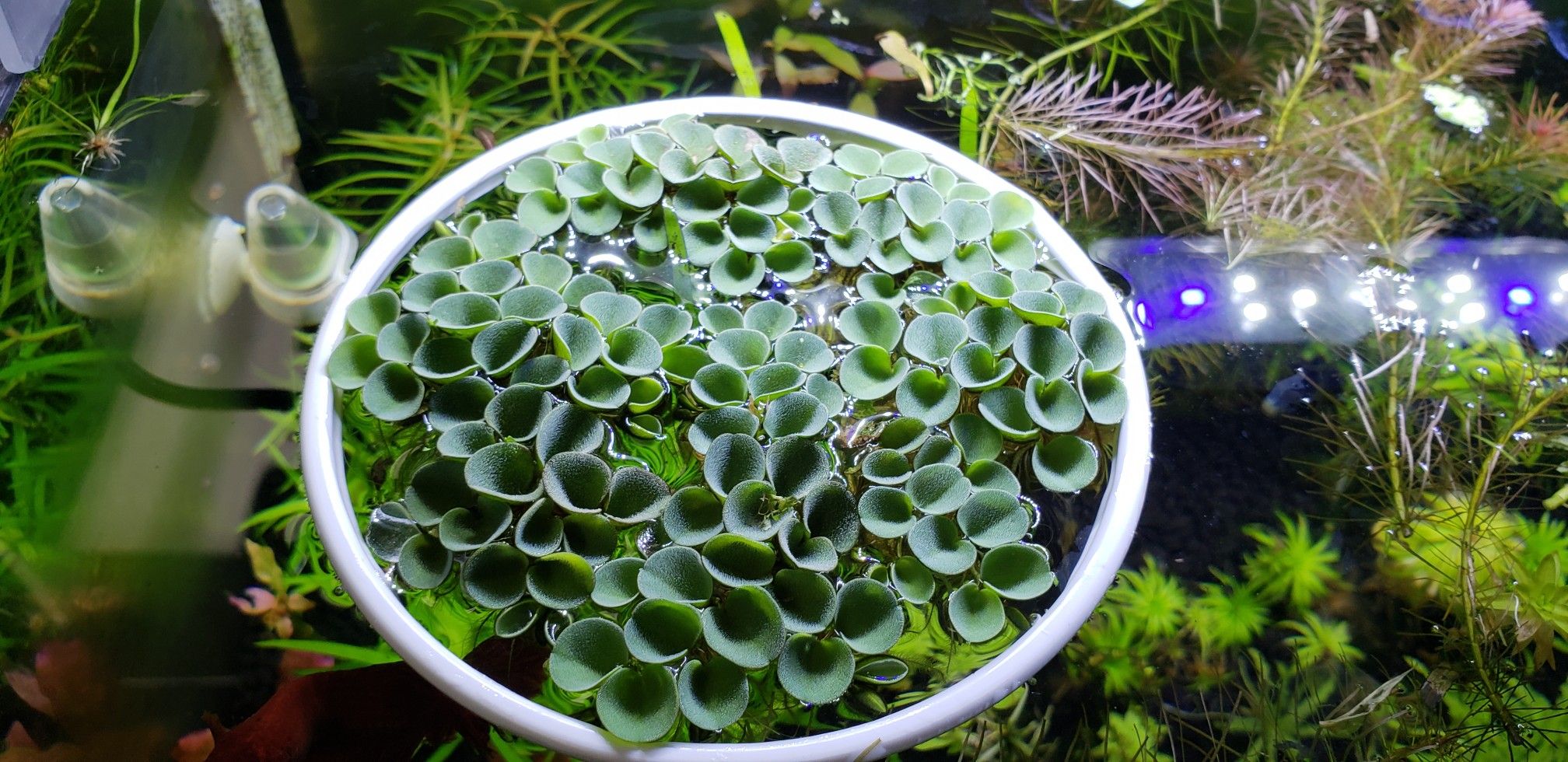 Salvinia Cucullata and Salvinia Minima