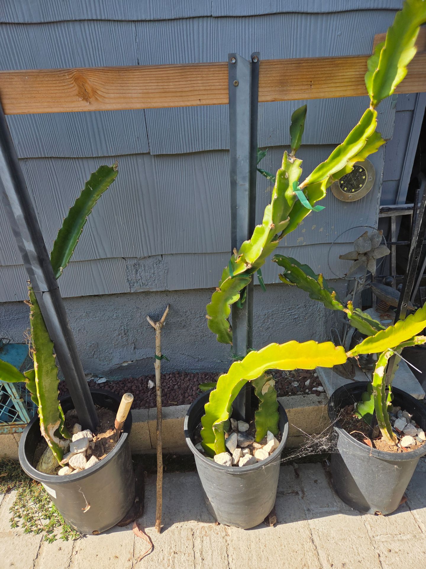Dargon fruit plant in pots