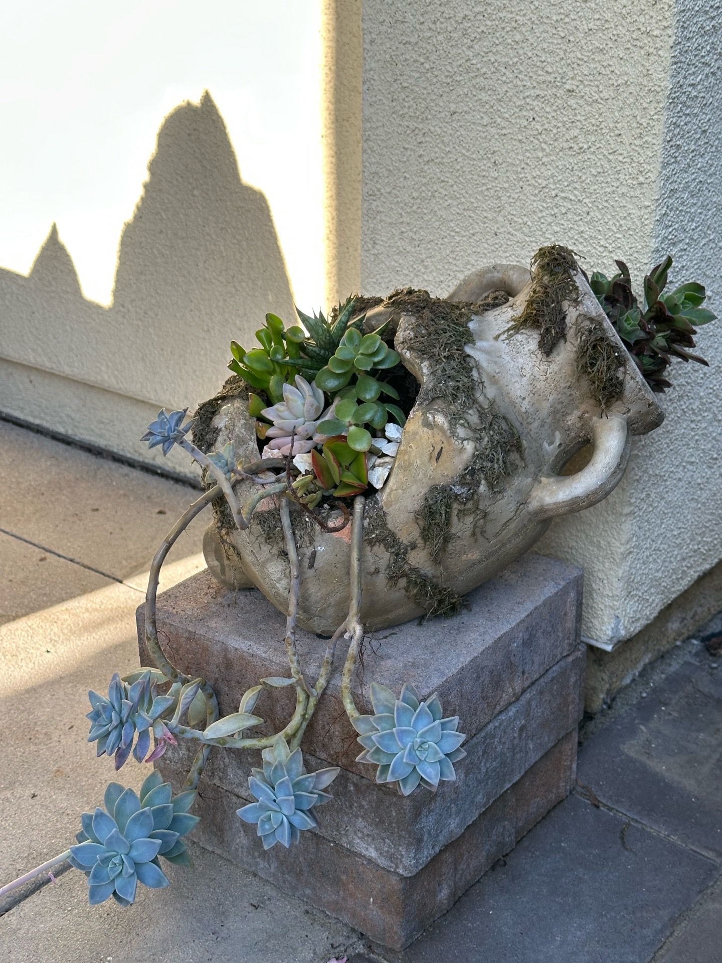 Assorted Succulent Plants