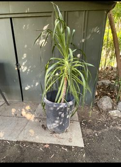 15 Gallon Draceana draco