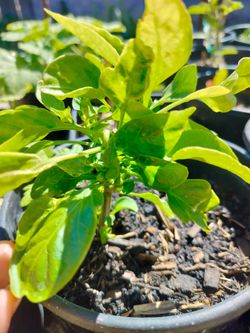 Jalapeno