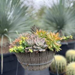 Mother’s Day Succulent Arrangement For Sale