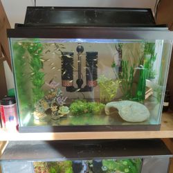 Free Guppy Females