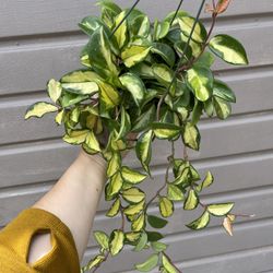 6” Hoya Exotica Tricolor 