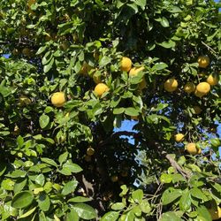 Se Venden Toronjas 