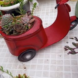 SUCCULENTS 4 MOTHER'S DAY GIFTS.   $15