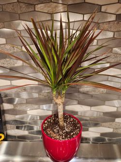 4.7"Dracaena Marginata Plant in Red Pot