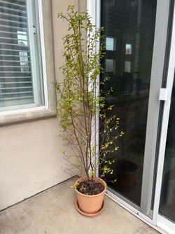 6’ Gold Coast Pittosporum
