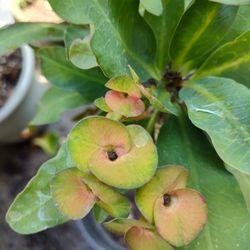 Plant Corona De Cristo Or Crown Oft Thorn