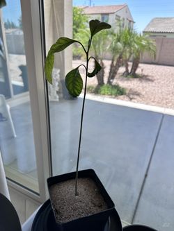 avocado seedling